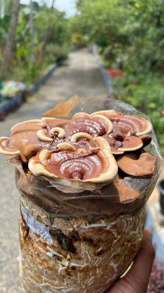 Mushroom-cultivation-courses growthefunguy