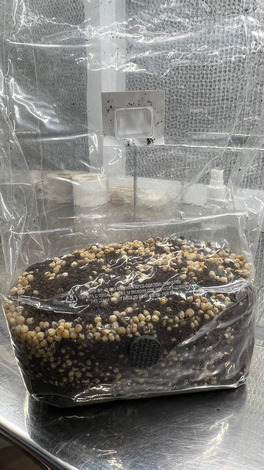 All-In-One Mushroom Grow Bag -  Dung loving Mushroom Grow Bag 1.25KG - growthefunguy