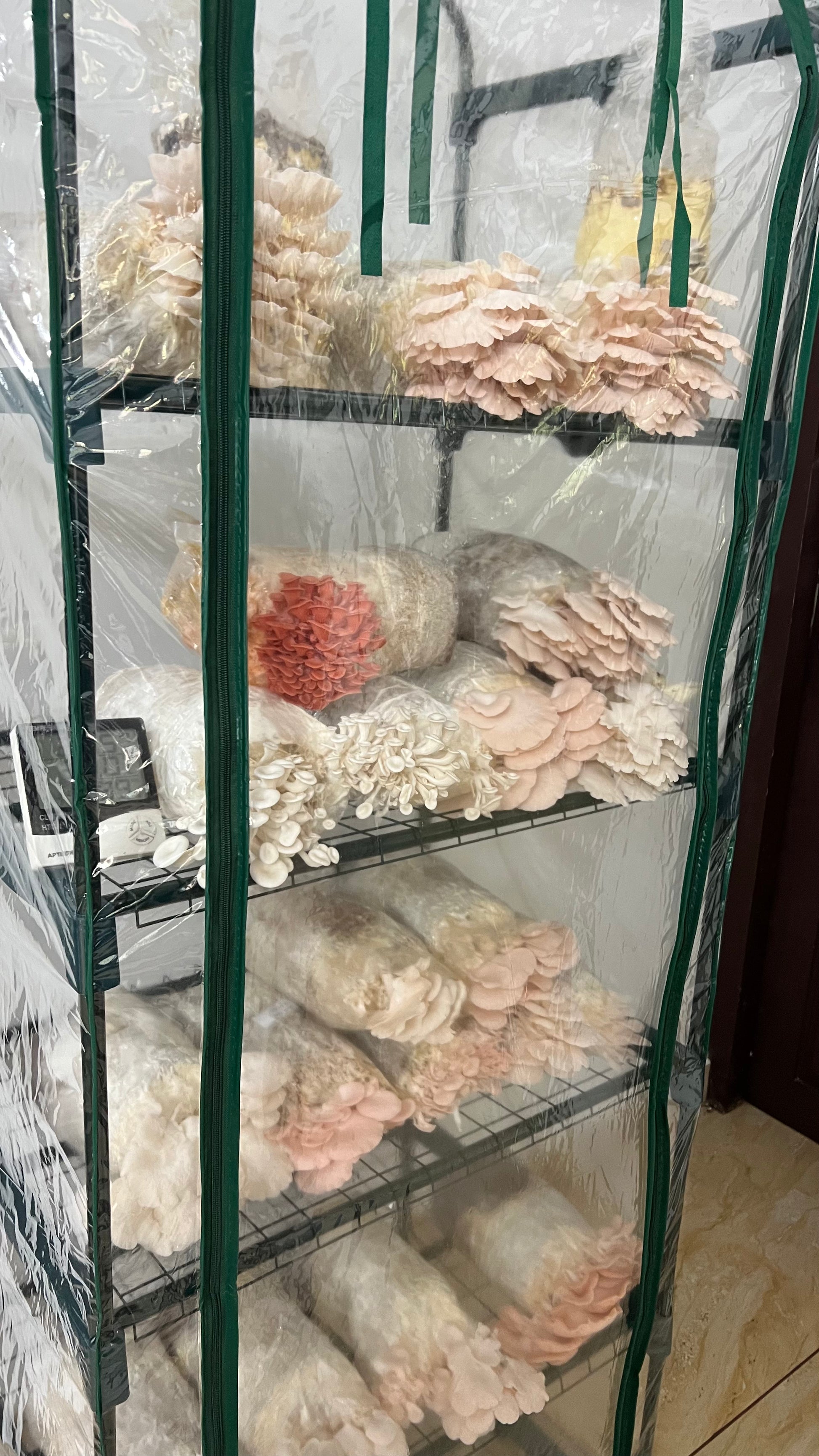 SHROOMVILLA - Automated Mushroom Grow Tent (Pre-Order) - growthefunguy