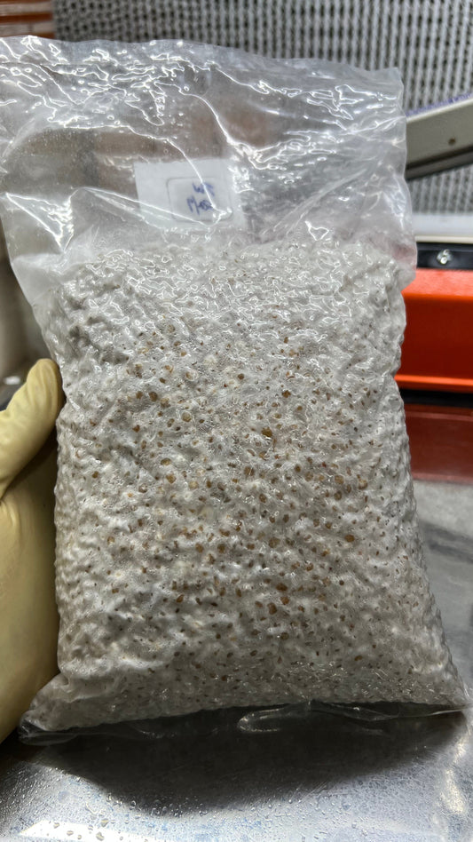 Premium  Mushroom Spawn - First Generation 1KG - growthefunguy