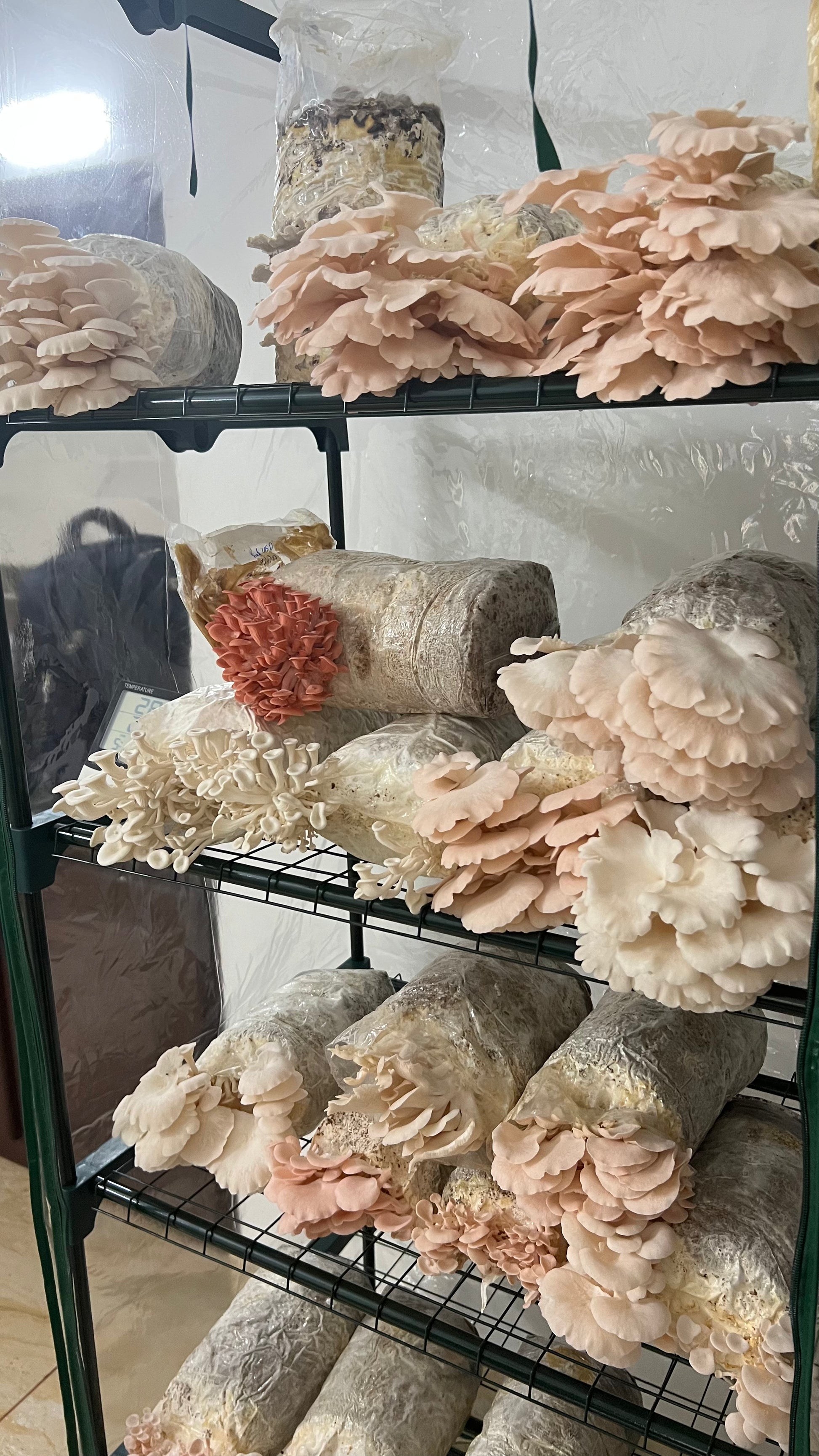 SHROOMVILLA - Automated Mushroom Grow Tent (Pre-Order) - growthefunguy