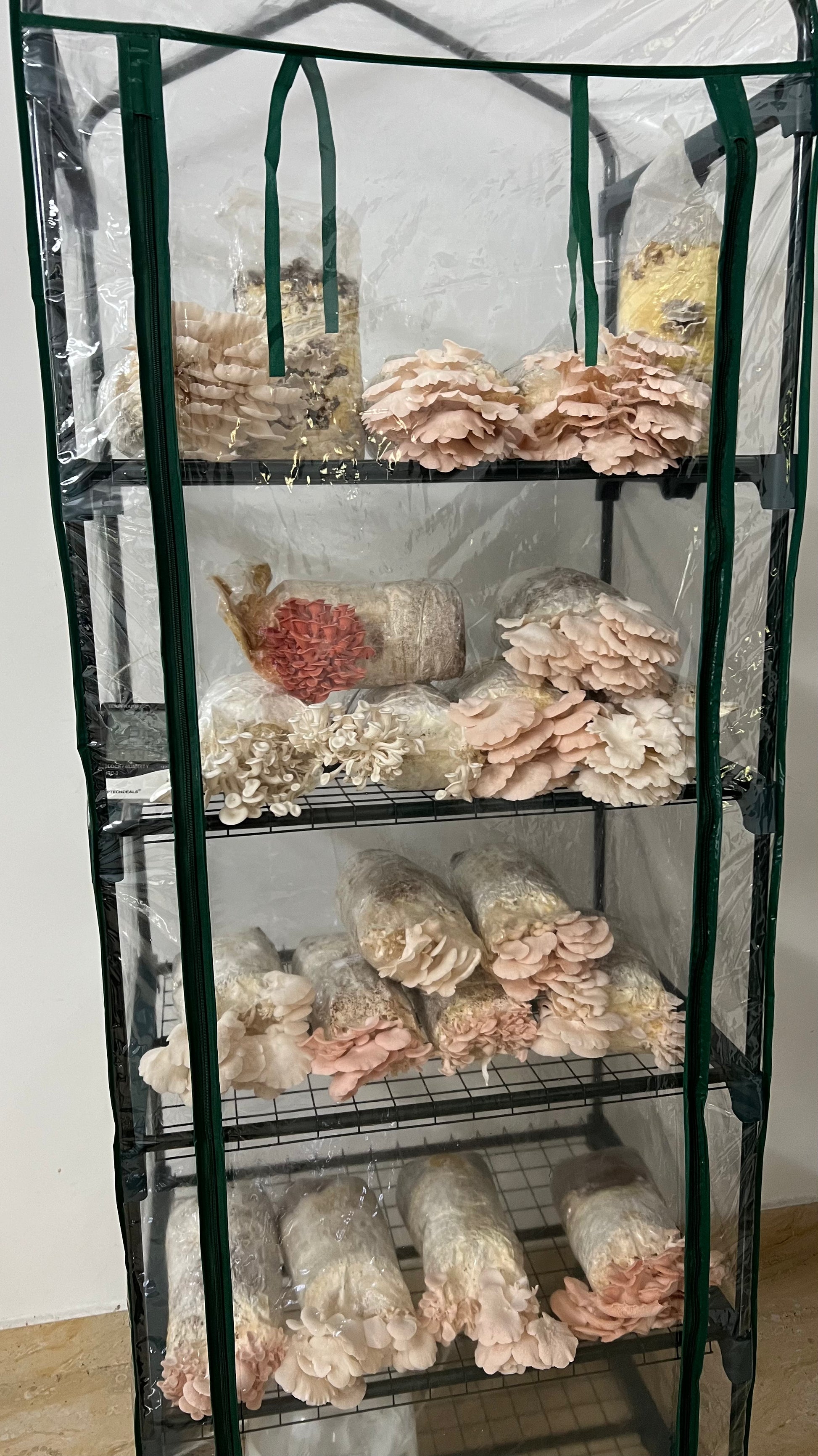 SHROOMVILLA - Automated Mushroom Grow Tent (Pre-Order) - growthefunguy