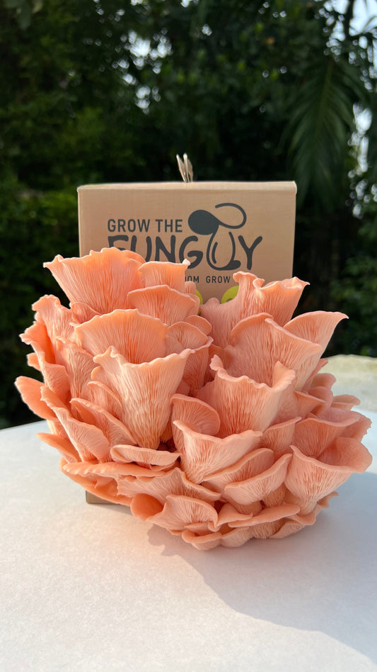 Organic Oyster Mushroom Growkit - growthefunguy