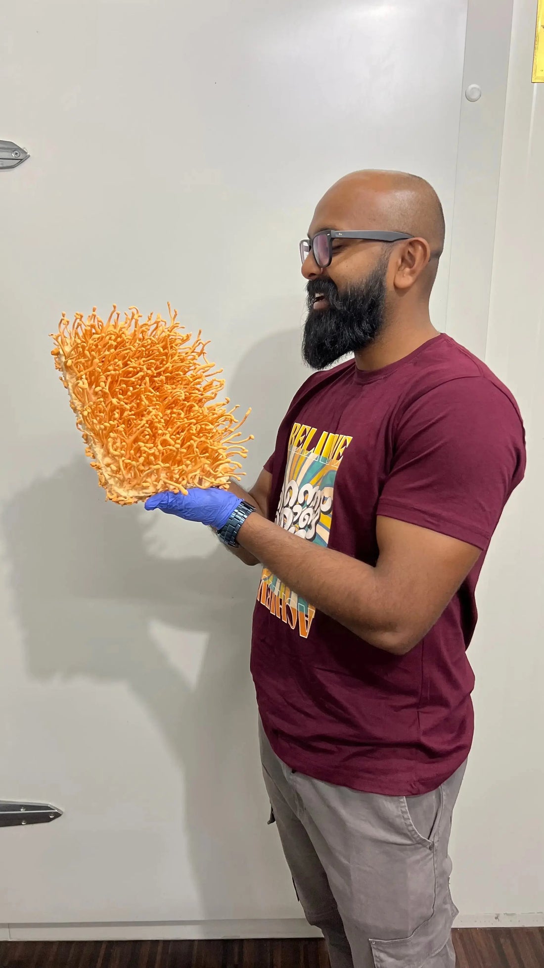 Premium-mushroom-cultures-farming growthefunguy