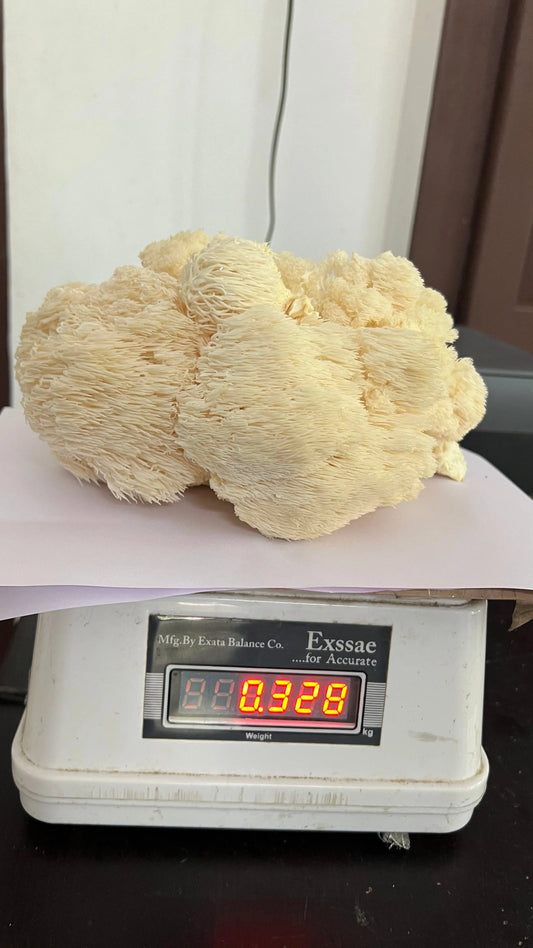 How-to-grow-mushroom-in-home growthefunguy