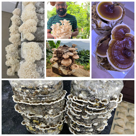 Mushroom Supplies