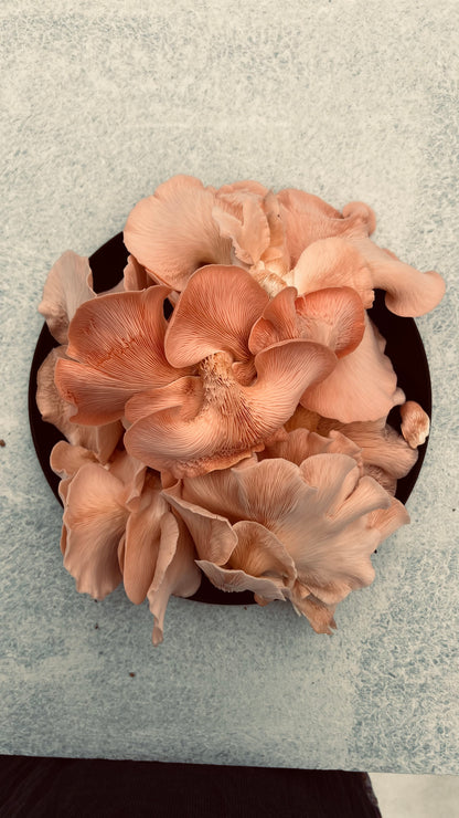 Pink oyster 25 block Mushroom growing combo - Make 25 bags of 2.5KG each