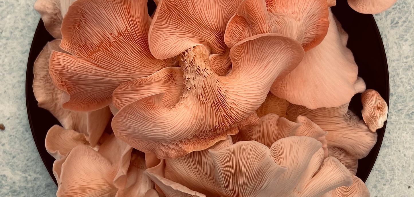 Pink oyster 25 block Mushroom growing combo - Make 25 bags of 2.5KG each