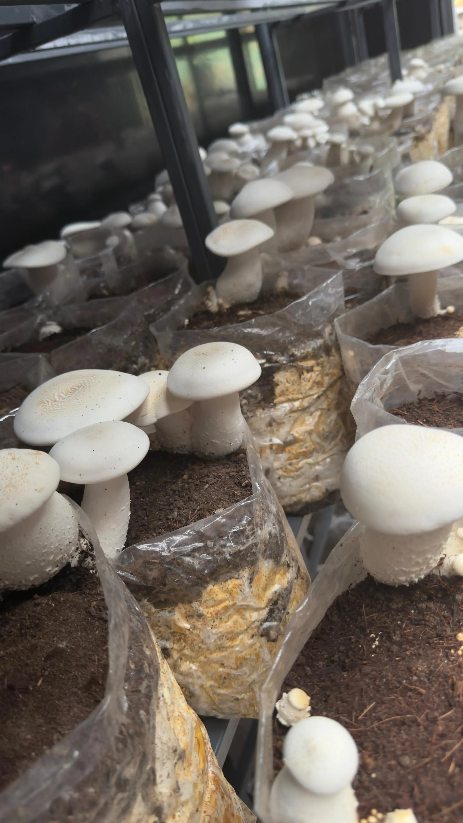 Milky 25 block Mushroom growing combo - Make 25 bags of 2.5KG each growthefunguy
