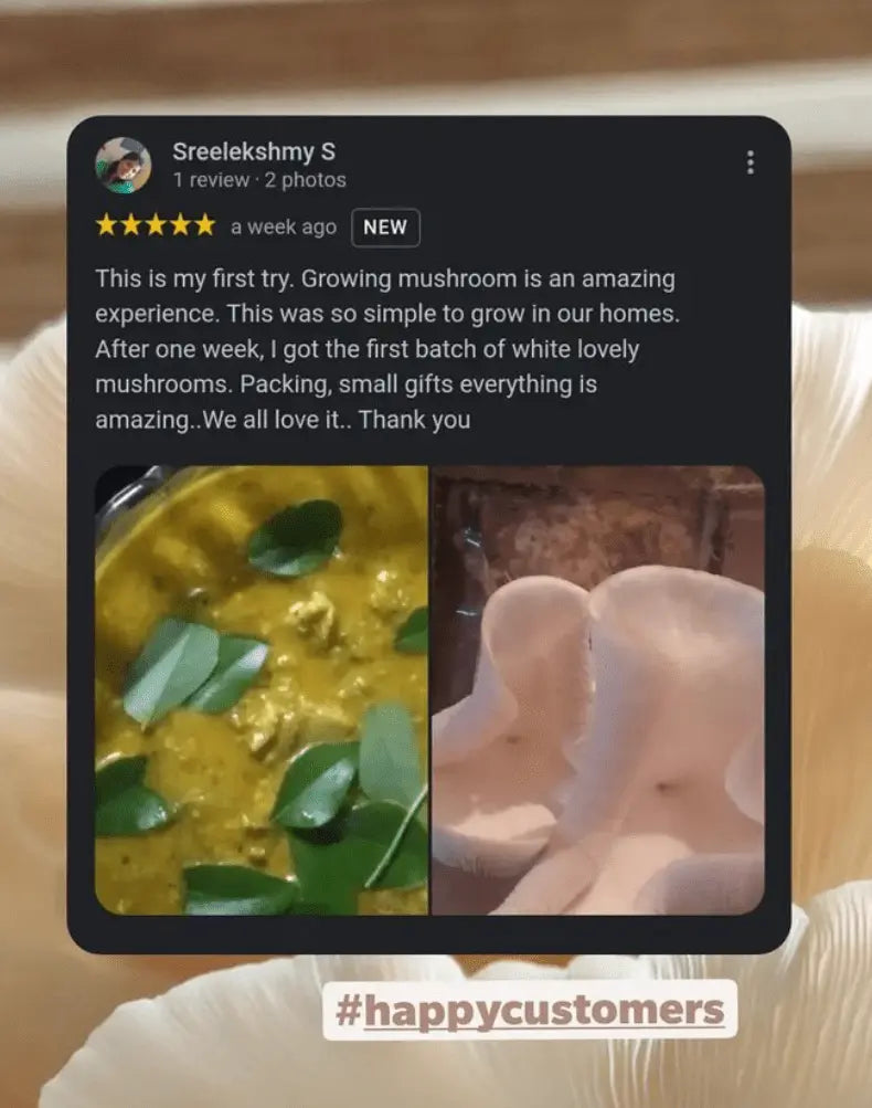 Organic Oyster Mushroom Growkit - growthefunguy