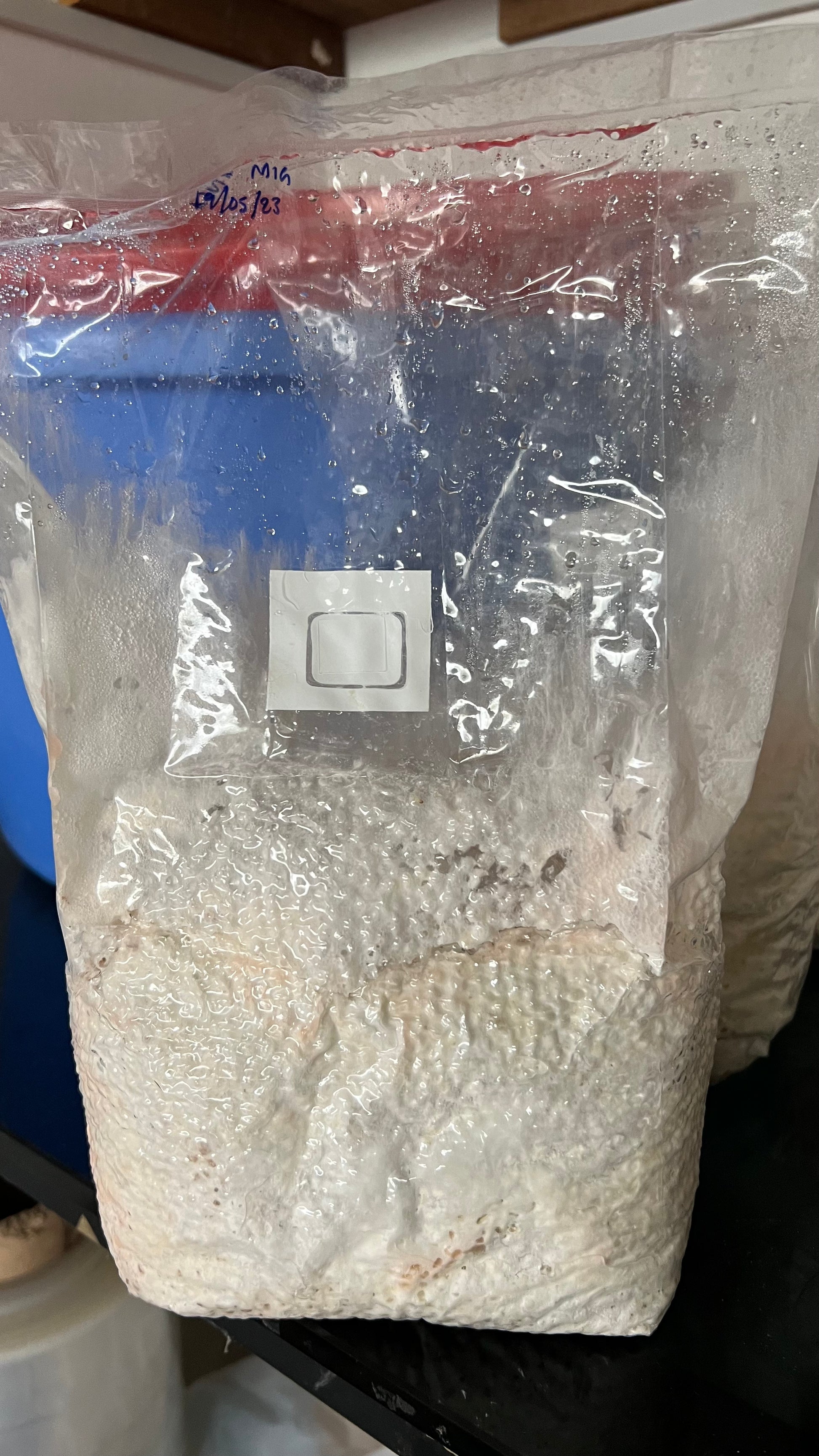 Premium  Mushroom Spawn - First Generation 1KG - growthefunguy