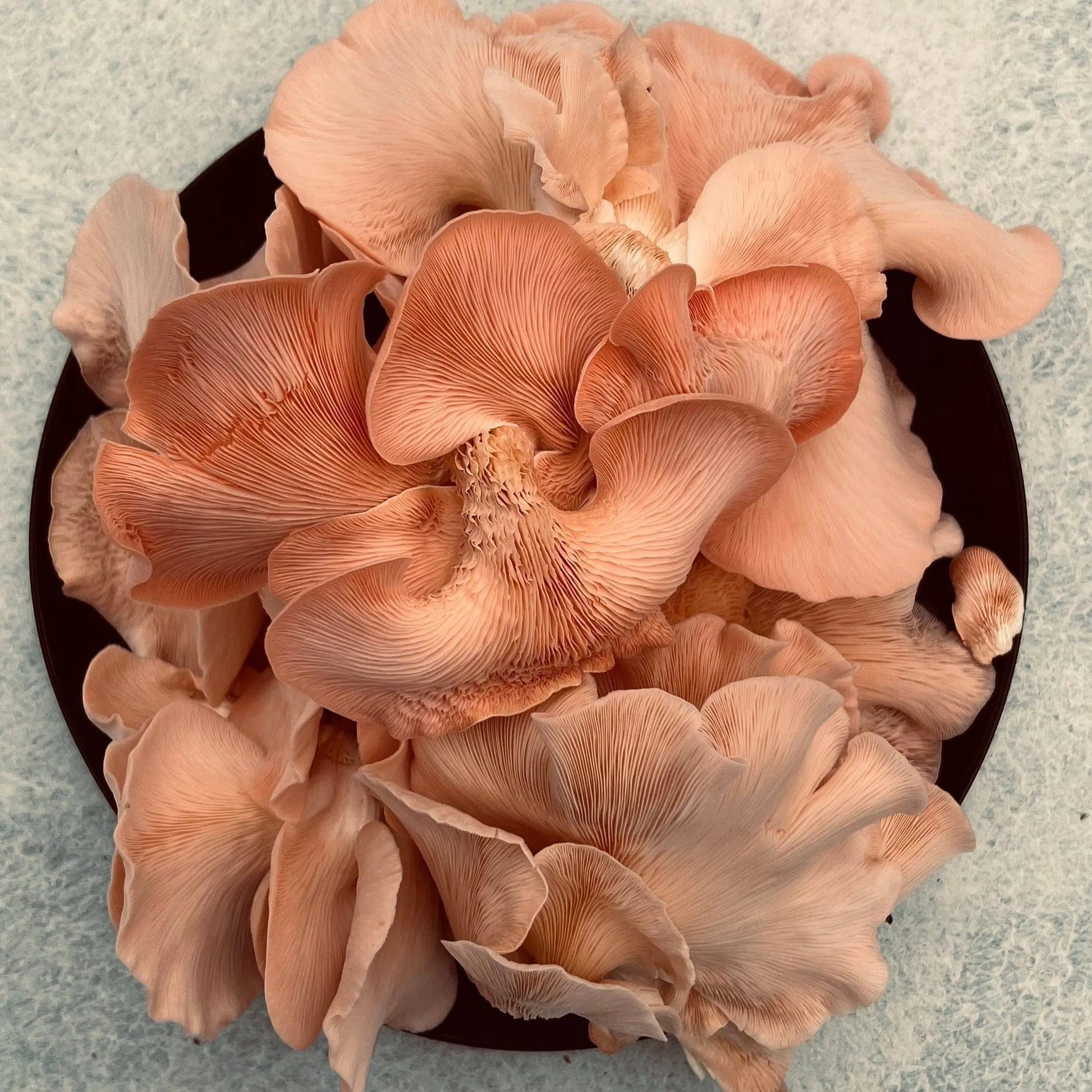 Organic Oyster Mushroom Growkit - growthefunguy