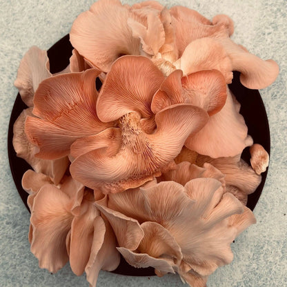 Organic Oyster Mushroom Growkit - growthefunguy