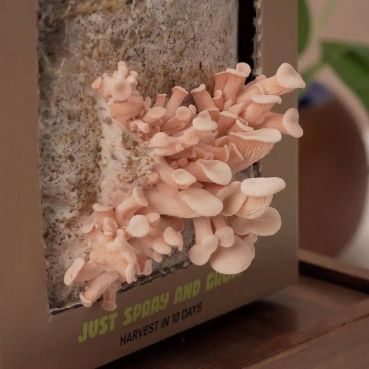 Organic Oyster Mushroom Growkit - growthefunguy