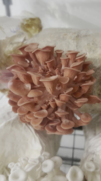 SHROOMVILLA - Automated Mushroom Grow Tent (Pre-Order)
