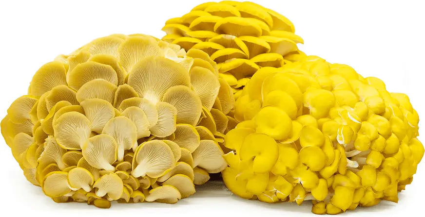 Premium Mushroom culture - growthefunguy