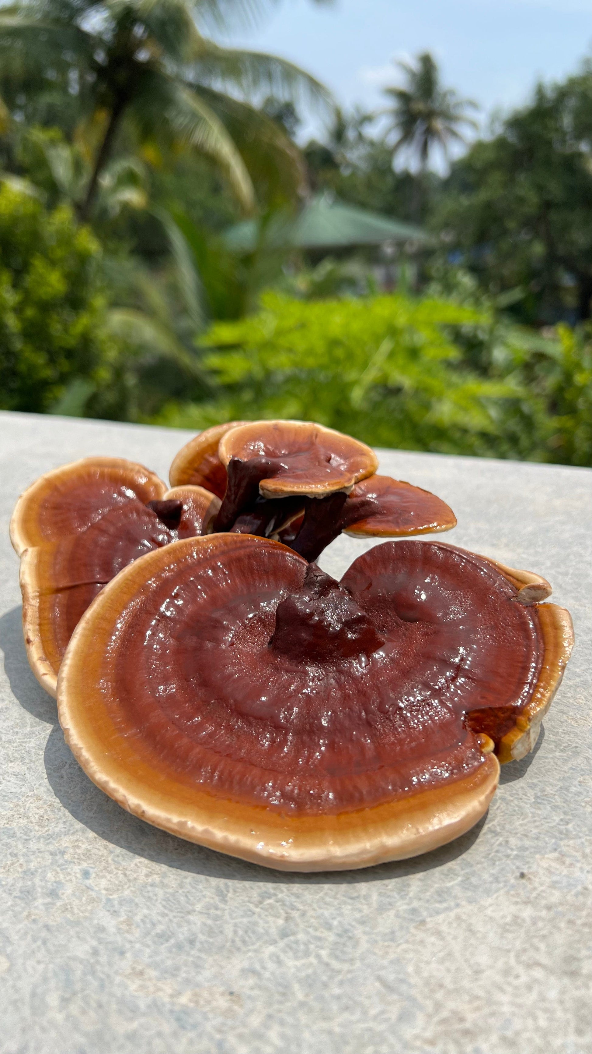 Reishi Grow kit - growthefunguy