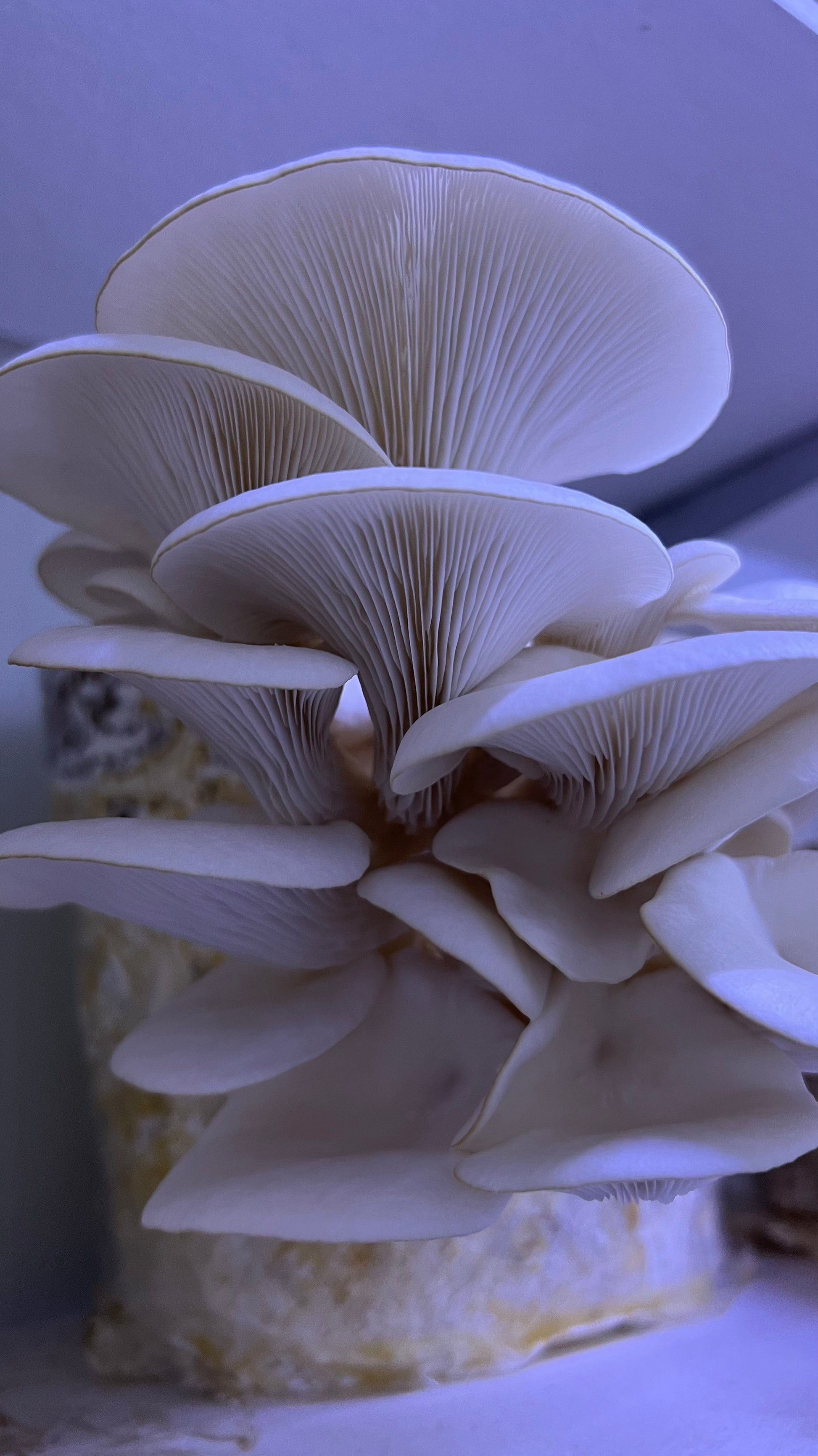 Premium Mushroom culture - growthefunguy