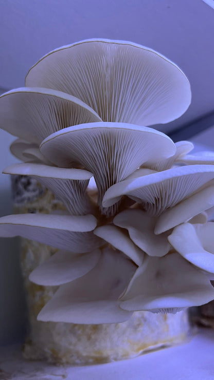 Premium Mushroom culture - growthefunguy