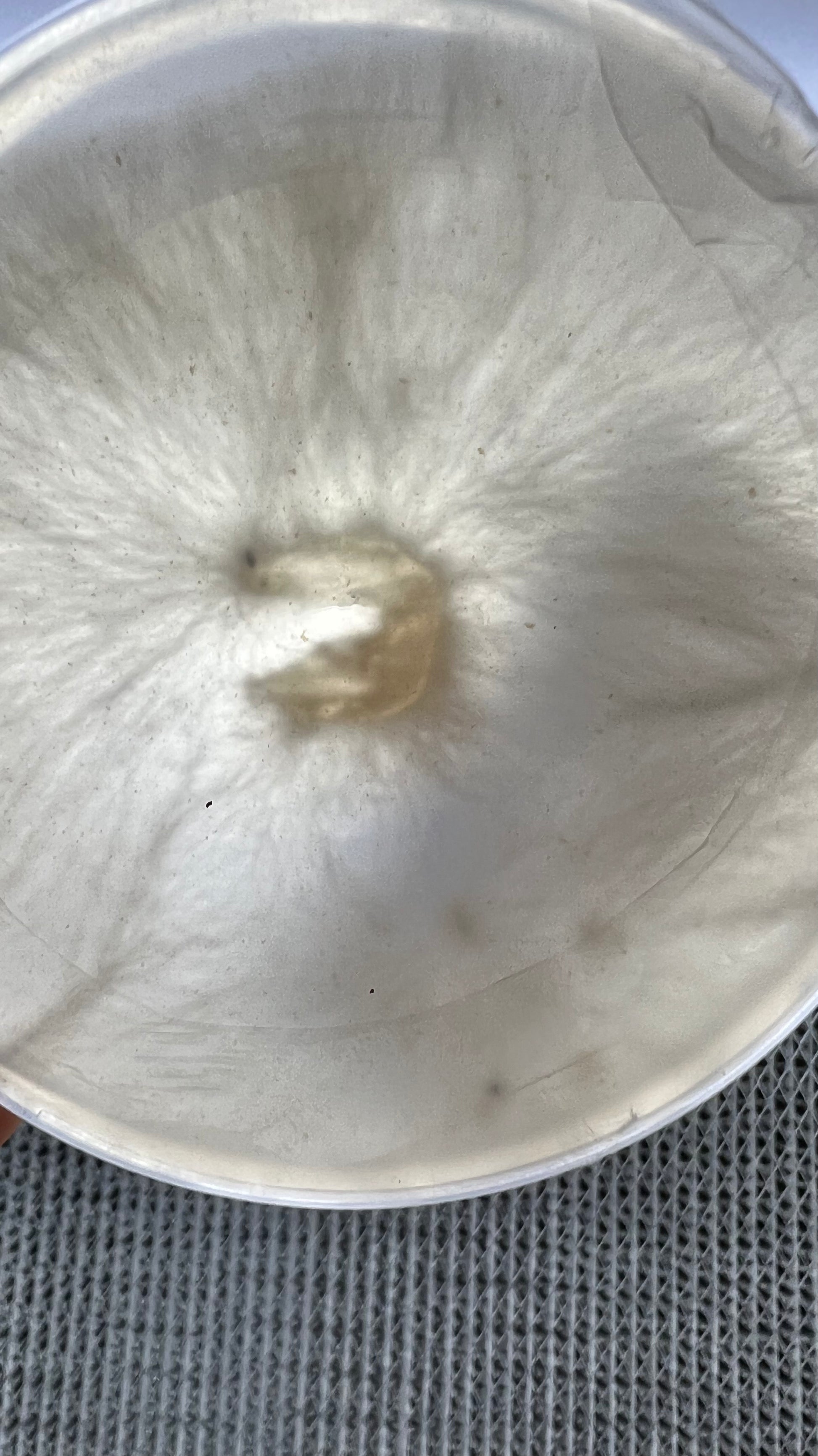 Premium Mushroom culture - growthefunguy