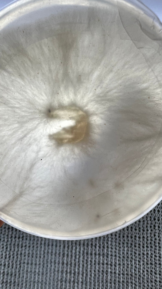 Premium Mushroom culture - growthefunguy