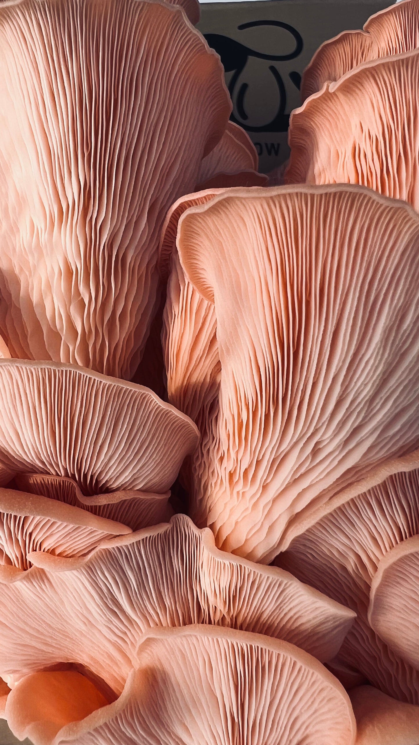 Premium Mushroom culture - growthefunguy