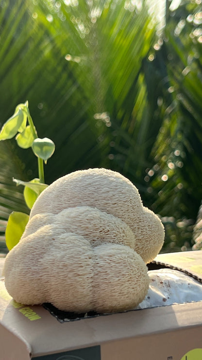 Premium Mushroom culture - growthefunguy
