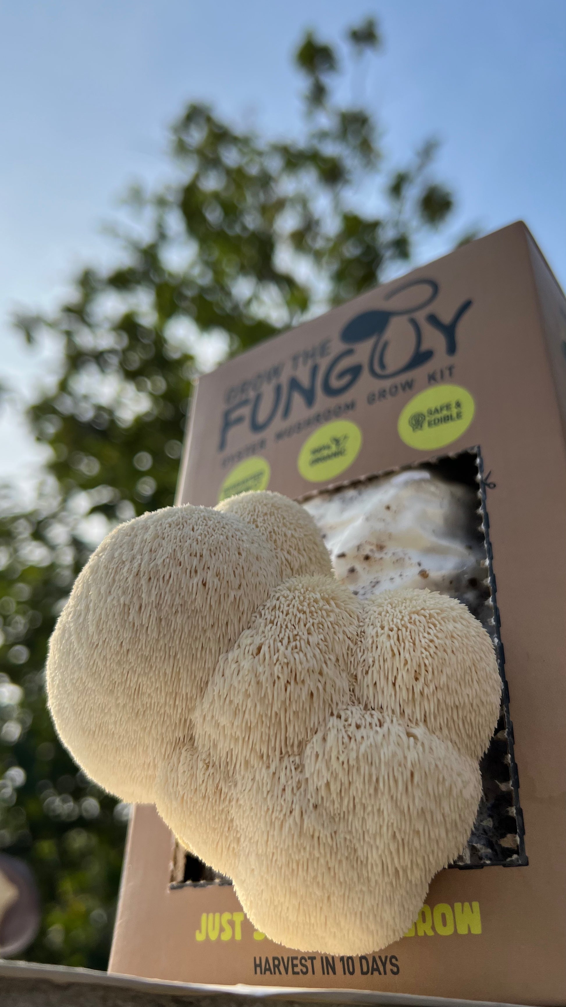 Premium Mushroom culture - growthefunguy