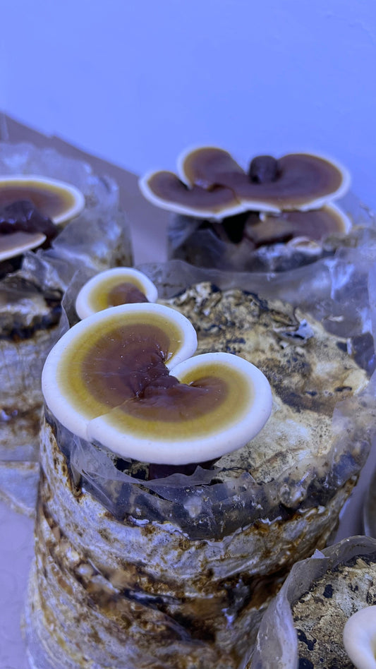 Reishi Grow kit - growthefunguy