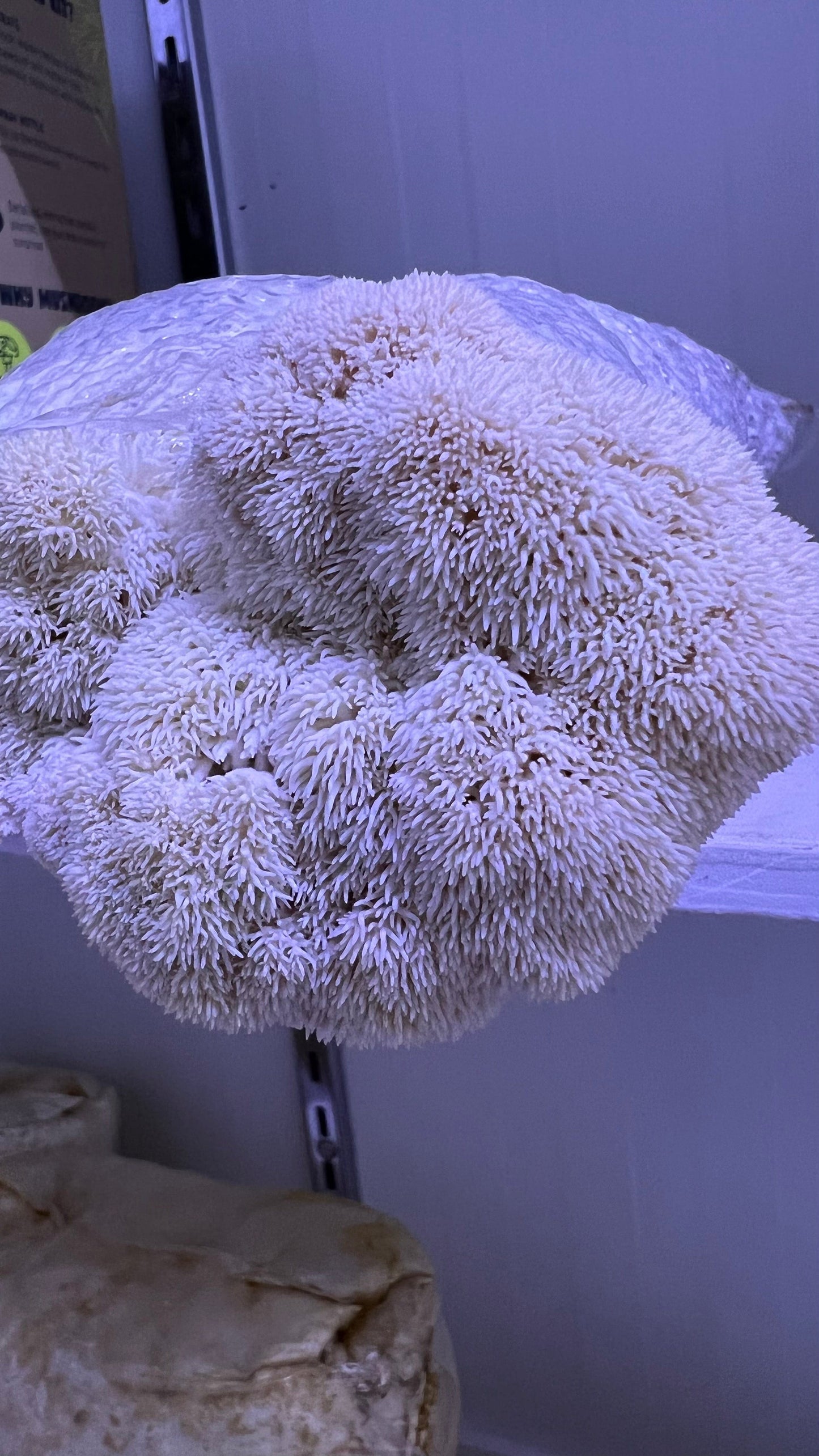 Premium Mushroom culture - growthefunguy