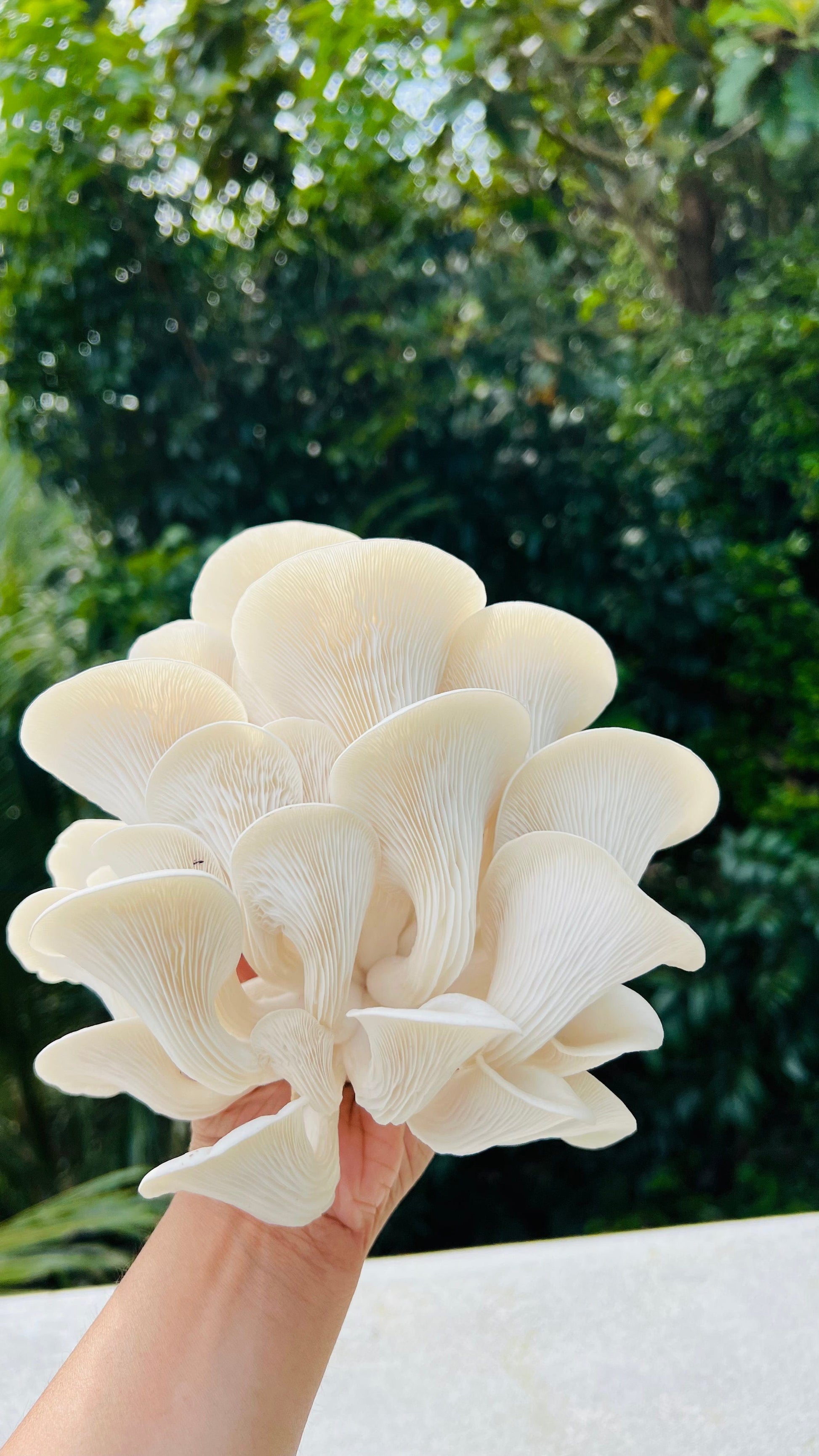 Premium Mushroom culture - growthefunguy
