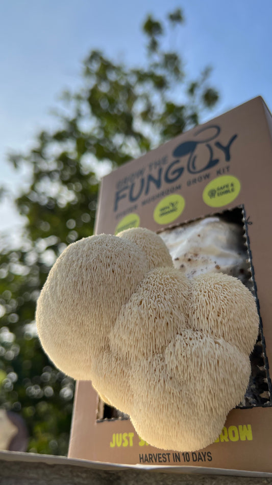 Lions mane growkit - fruiting at 18-22 degree Celsius - growthefunguy