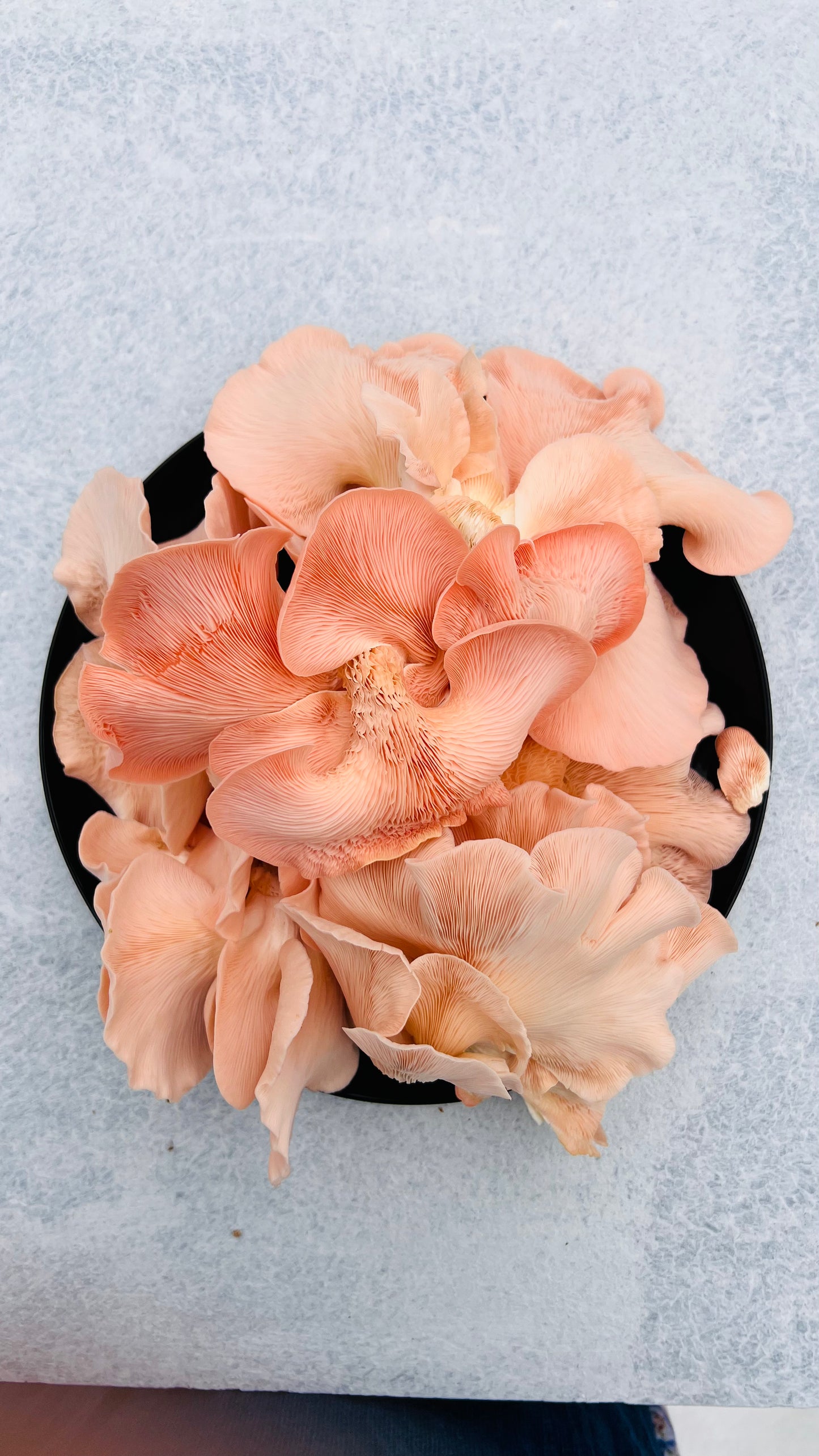 Master the Art of Mushroom Cultivation: Recorded Class with Lifetime Access & Support - growthefunguy