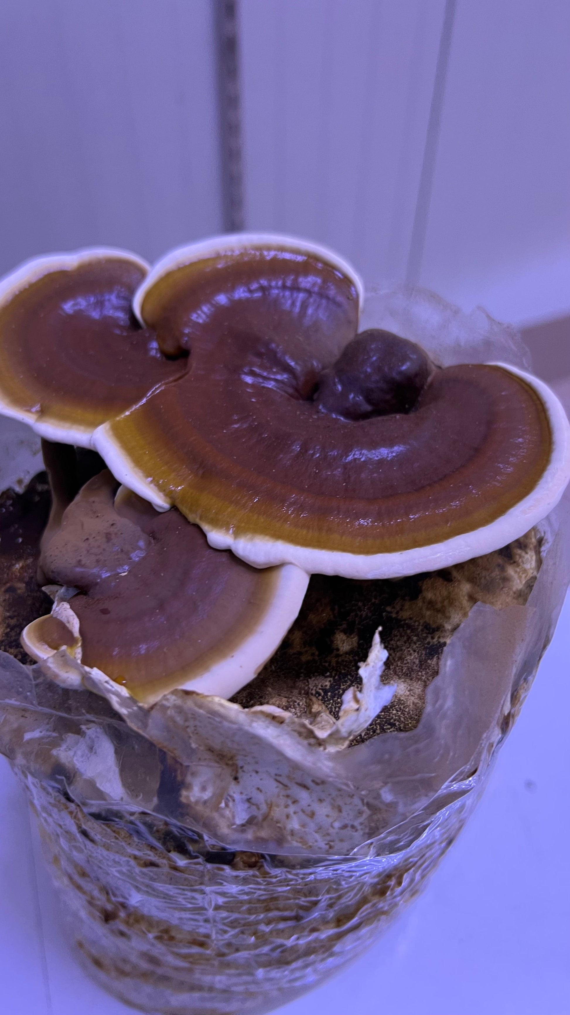 Reishi Grow kit - growthefunguy