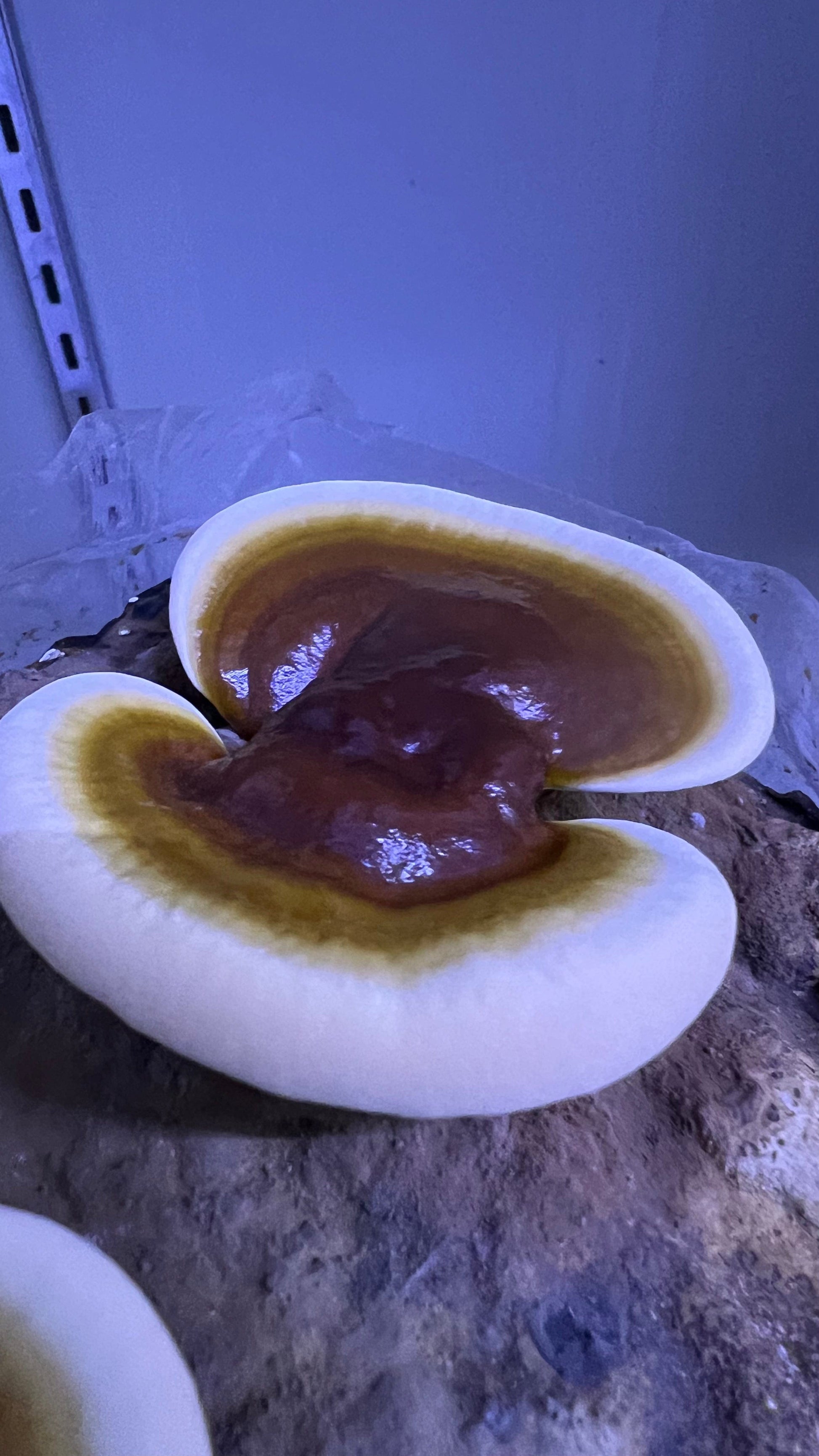 Reishi Grow kit - growthefunguy