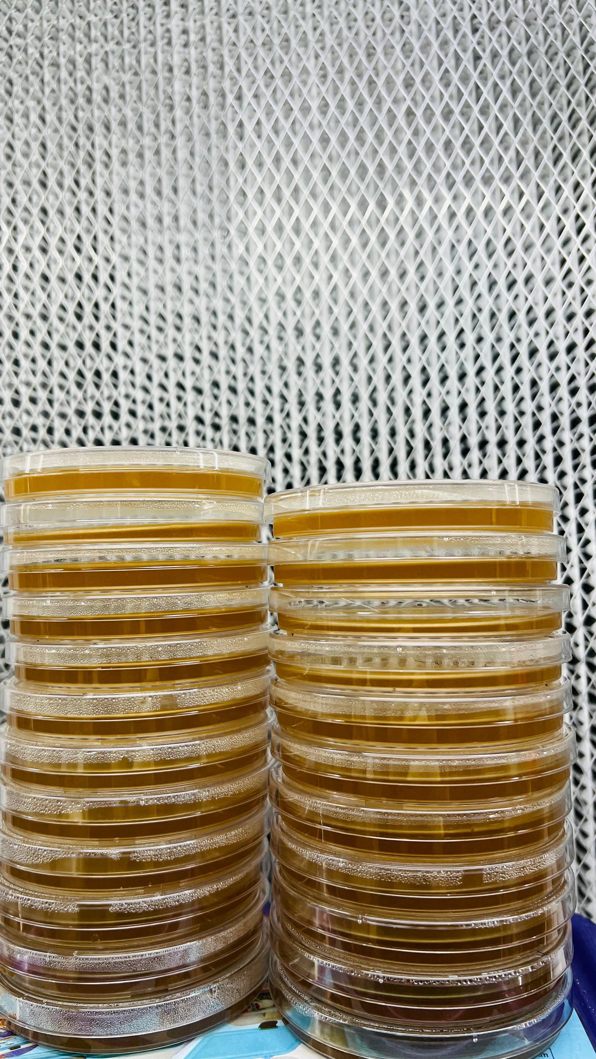 Premium Mushroom culture - growthefunguy
