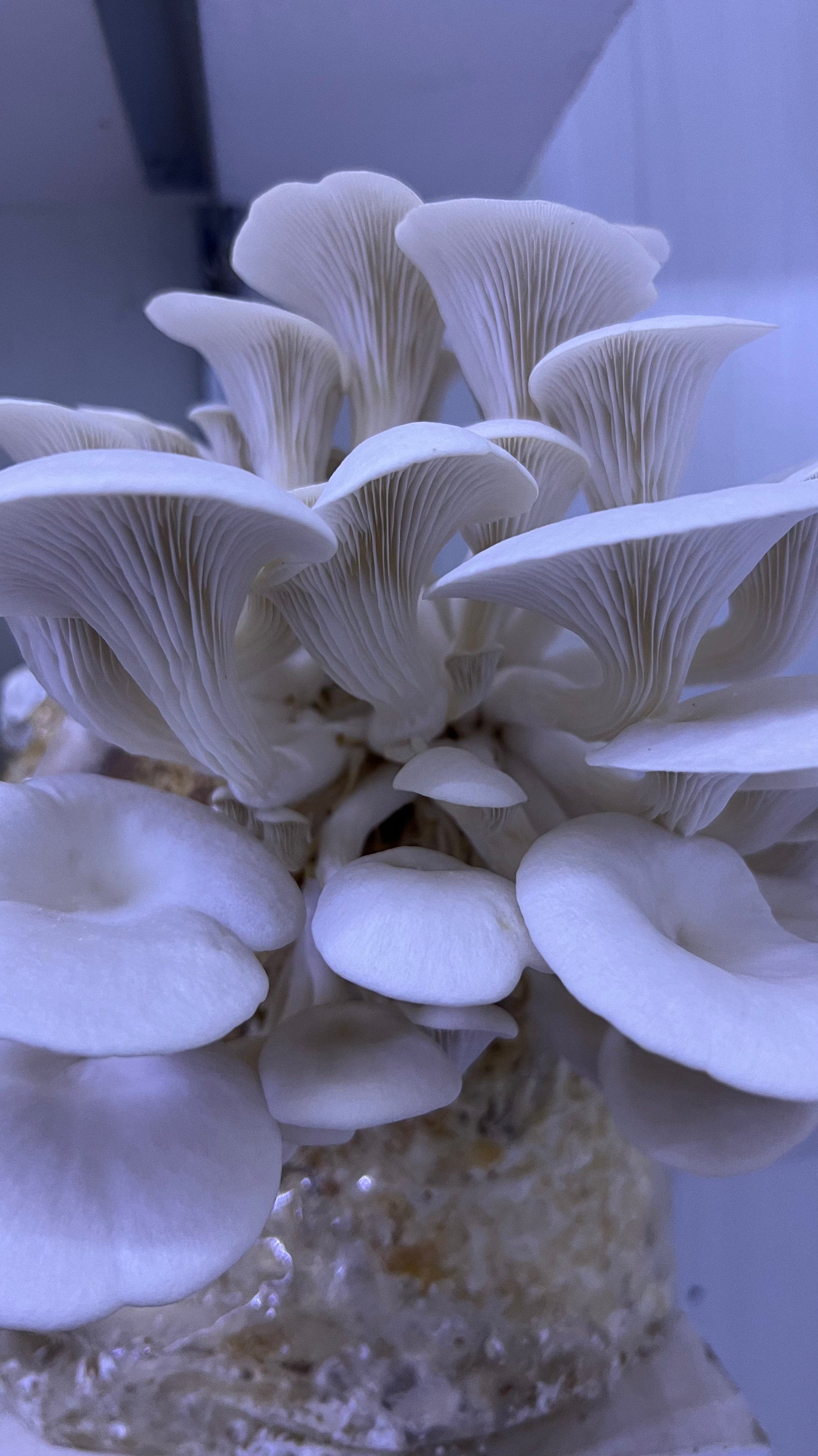 Premium Mushroom culture - growthefunguy