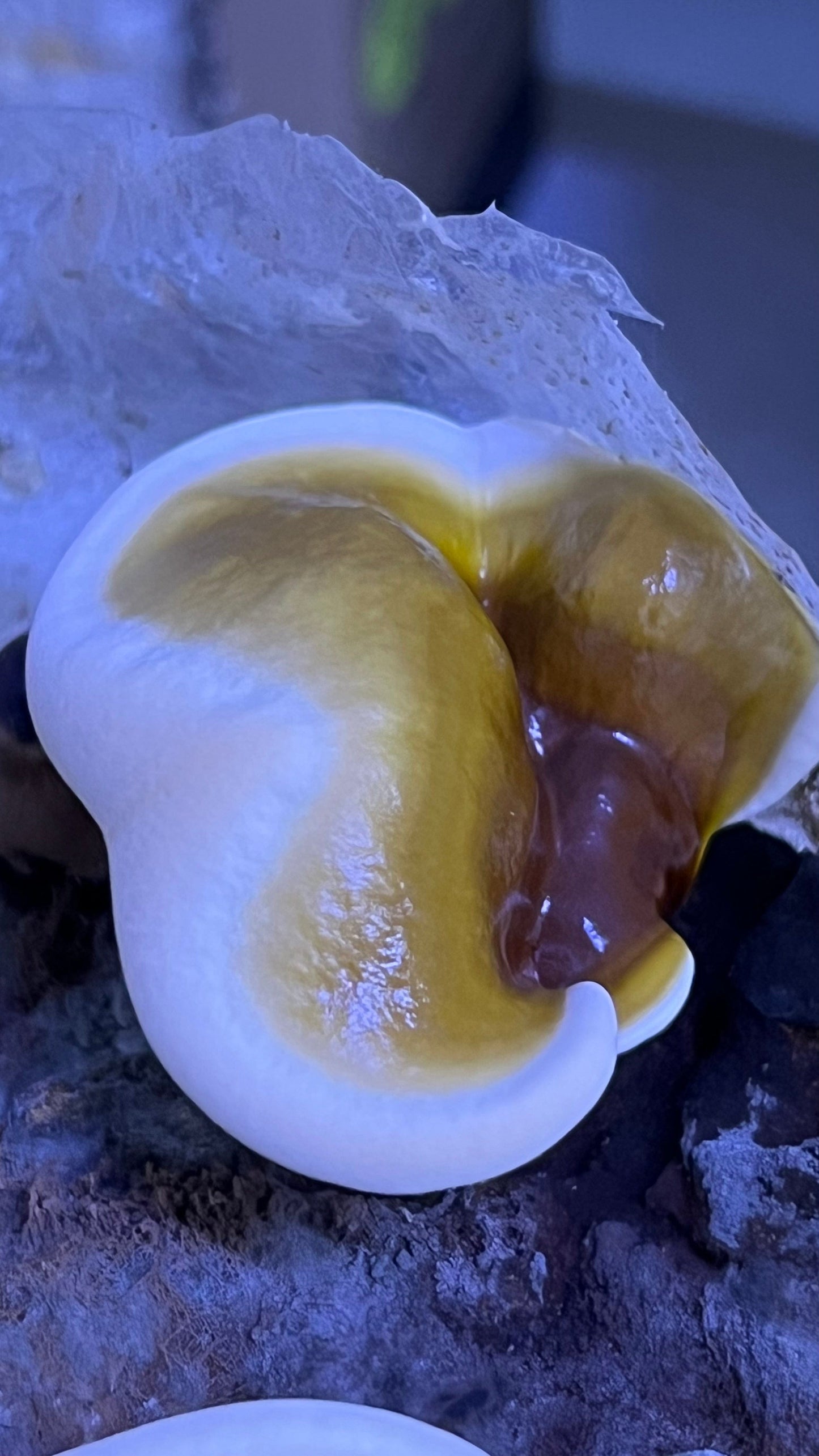 Reishi spawn - growthefunguy