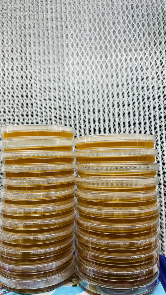 Prepoured agarplates - growthefunguy