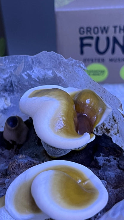 Reishi Grow kit - growthefunguy