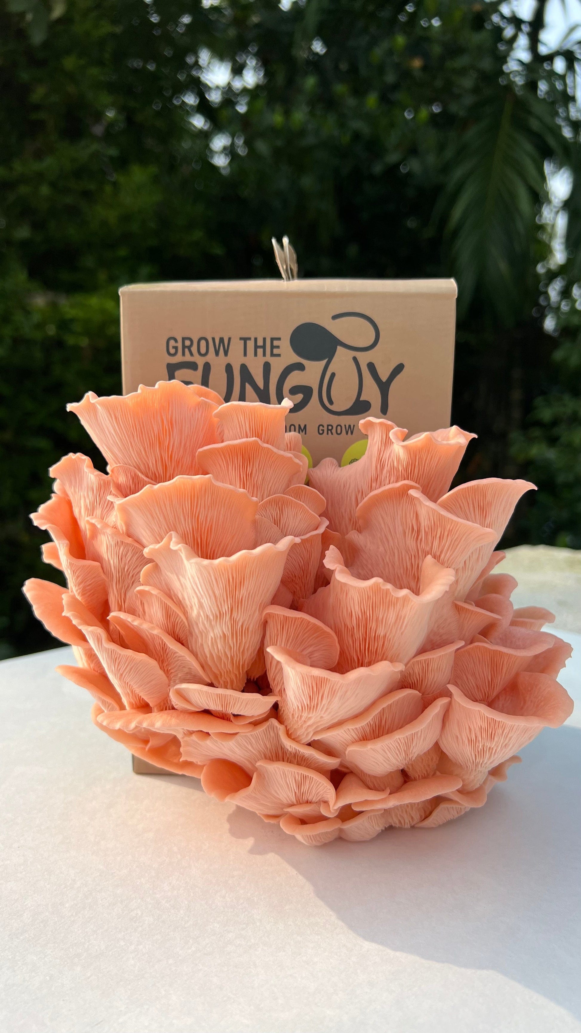 Organic Oyster Mushroom Growkit - growthefunguy