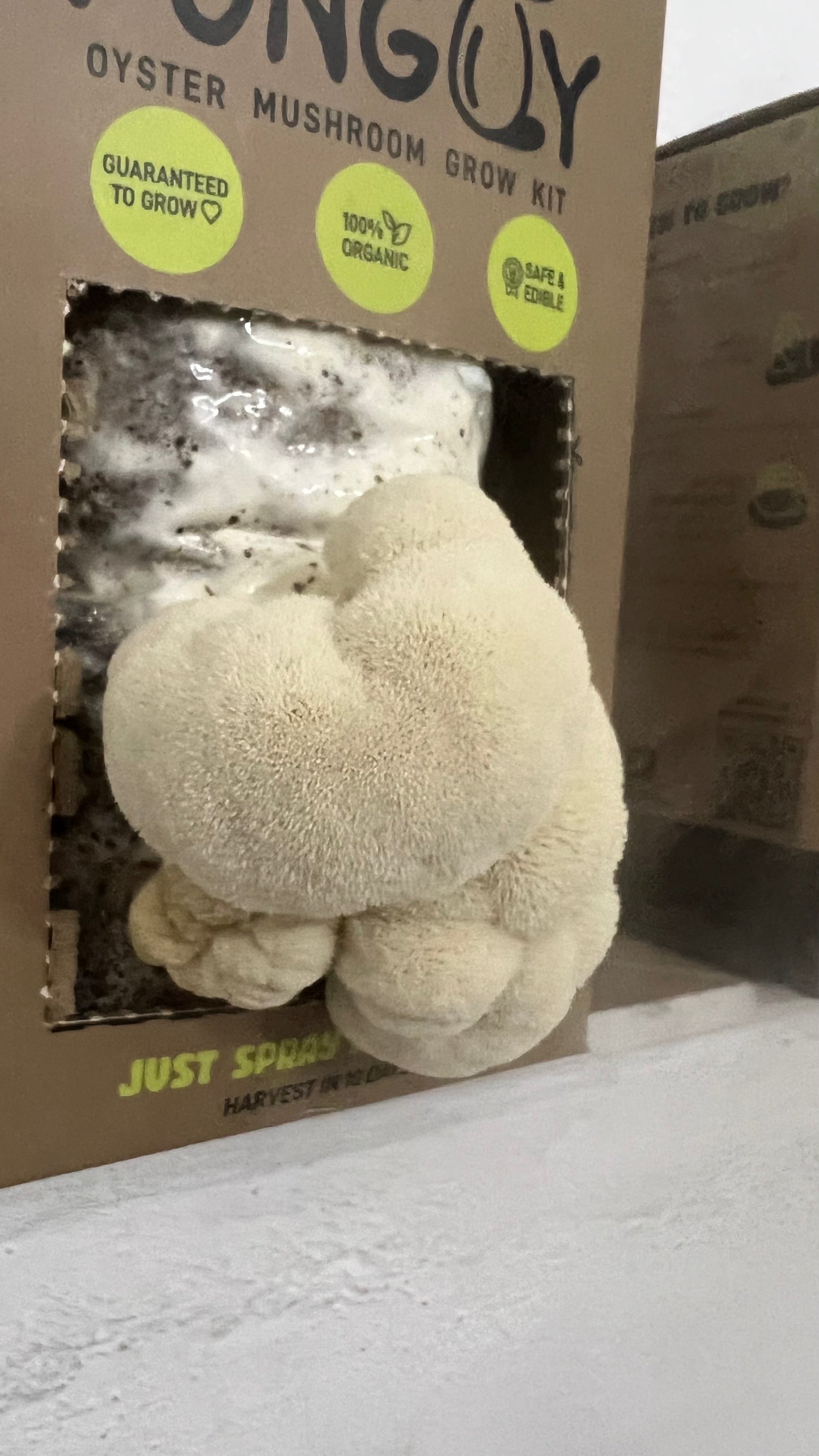 Premium Mushroom culture - growthefunguy