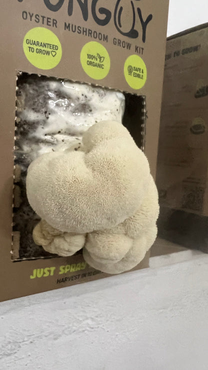Premium Mushroom culture - growthefunguy