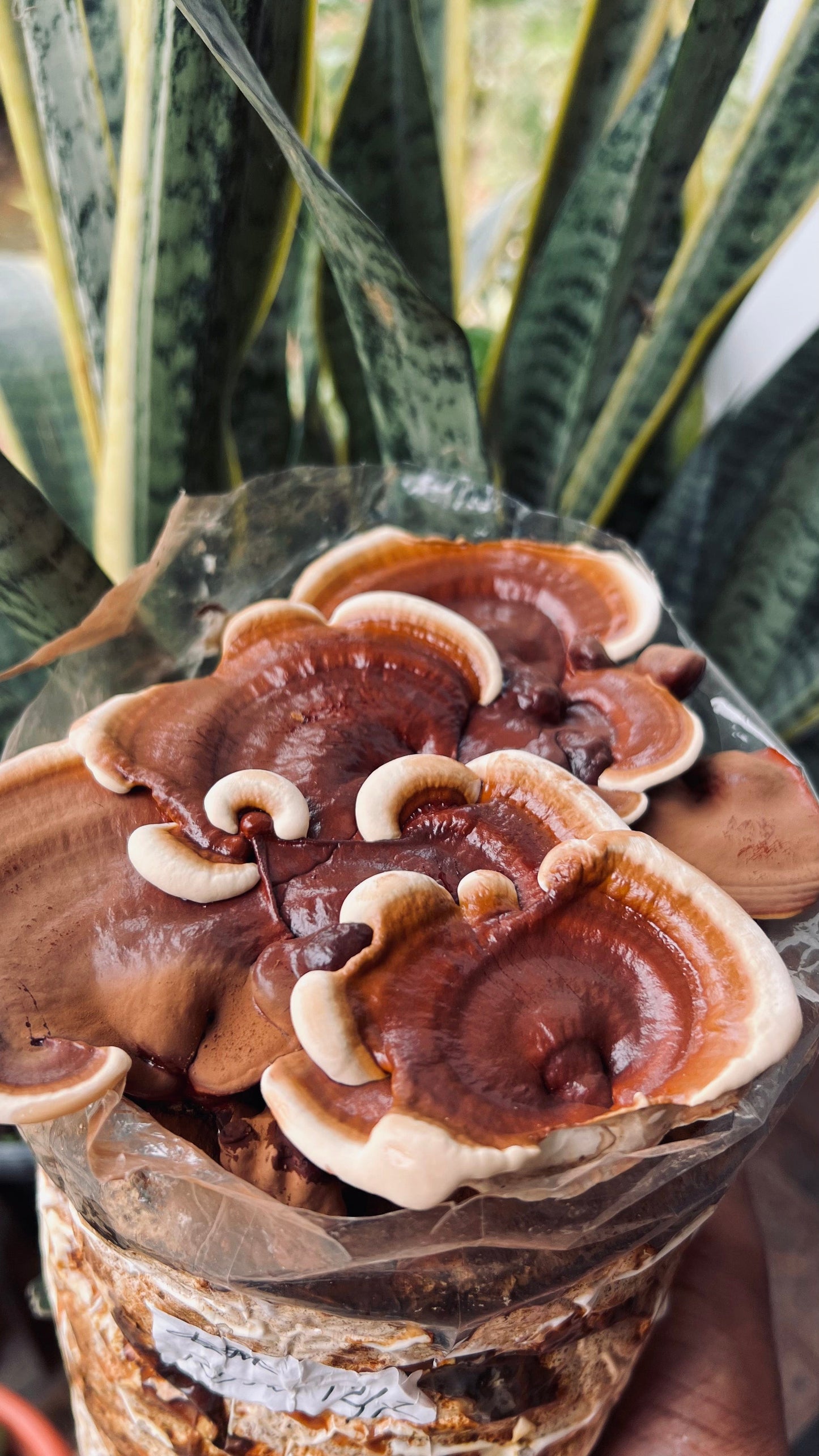 Premium Mushroom culture - growthefunguy