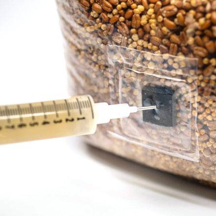 Sterilized grain bag 1KG 100% with autoclave injection port - growthefunguy